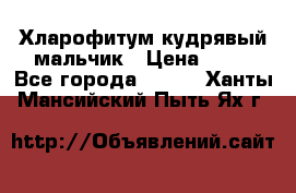 Хларофитум кудрявый мальчик › Цена ­ 30 - Все города  »    . Ханты-Мансийский,Пыть-Ях г.